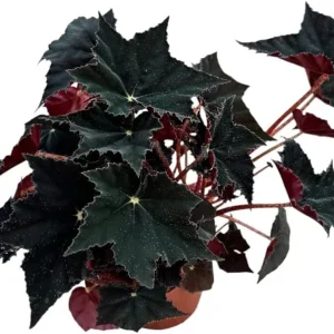 Black Velvet Begonia Live Plant - Fuzzy Leaf Indoor Begonia Plant, 4