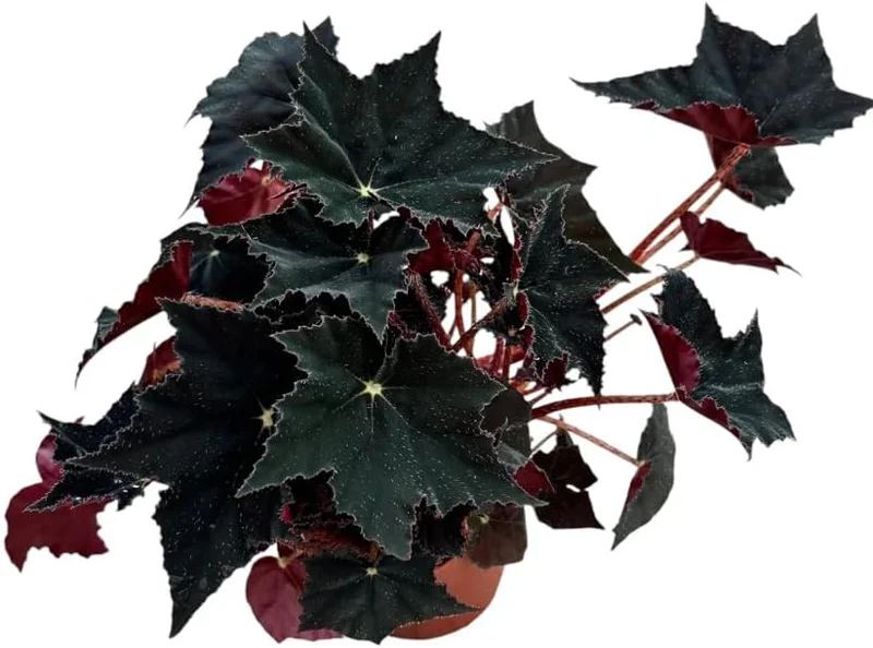 Black Velvet Begonia Live Plant - Fuzzy Leaf Indoor Begonia Plant, 4" Pot - Image 5
