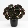 Black Velvet Begonia Live Plant – Fuzzy Leaf Indoor Houseplant – 4" Pot - Image 1