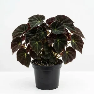 Black Velvet Begonia Live Plant – Fuzzy Leaf Indoor Houseplant – 4