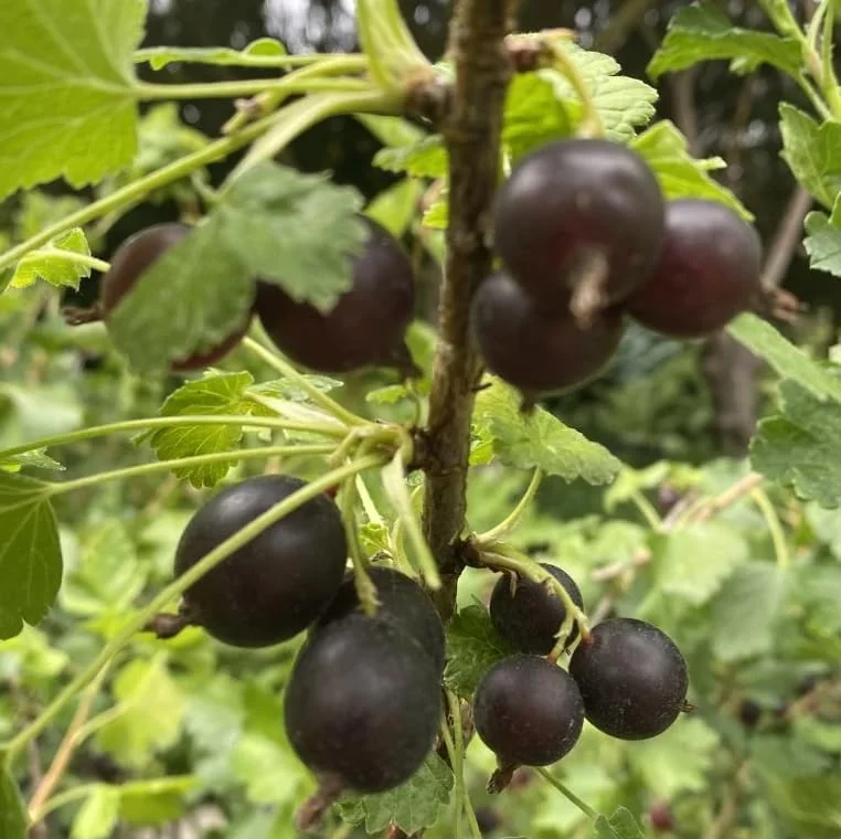 Black Velvet Gooseberry Bush Live Plant – Cold Hardy Fruiting Shrub – 6-12" Tall - Image 3