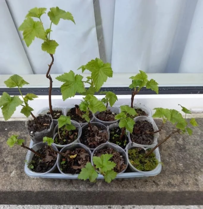 Black Velvet Gooseberry Bush Live Plant – Cold Hardy Fruiting Shrub – 6-12" Tall - Image 4