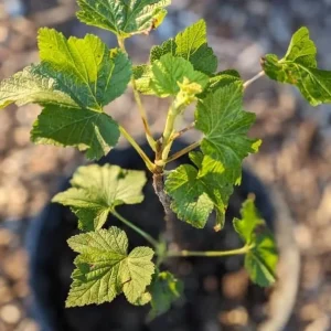 Black Velvet Gooseberry Bush Live Plant – Cold Hardy Fruiting Shrub – 6-12