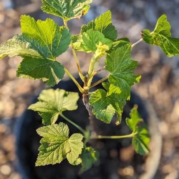 Black Velvet Gooseberry Bush Live Plant – Cold Hardy Fruiting Shrub – 6-12" Tall - Image 5