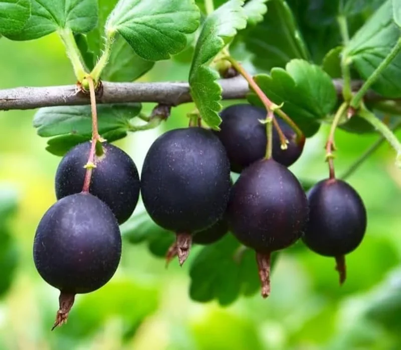 Black Velvet Gooseberry Bush Live Plant – Cold Hardy Fruiting Shrub – 6-12" Tall - Image 6