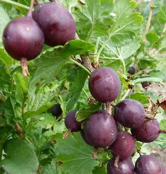 Black Velvet Gooseberry Bush Live Plant – Cold Hardy Fruiting Shrub – 6-12" Tall - Image 7