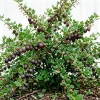 Black Velvet Gooseberry Bush Live Plant – Cold Hardy Fruiting Shrub – 6-12" Tall - Image 1