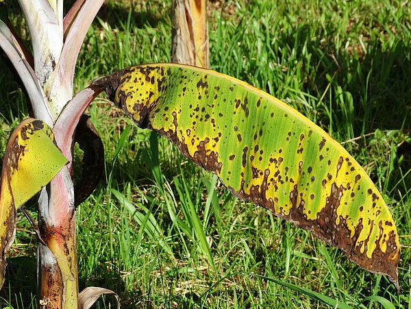 Close-up of Blue Java banana leaf with Black Sigatoka disease, showing yellowing and black streaks