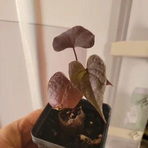 Blackie Sweet Potato Vine Live Plant - Potted Ipomoea, 6 in Height, Indoor/Outdoor - Image 2