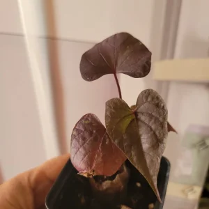 Blackie Sweet Potato Vine Live Plant - Potted Ipomoea, 6 in Height, Indoor/Outdoor - Image 3