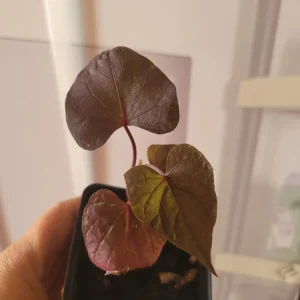 Blackie Sweet Potato Vine Live Plant - Potted Ipomoea, 6 in Height, Indoor/Outdoor - Image 1