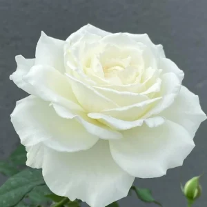 Blanche Neige Rose Live Plant - Creamy White, Fragrant, 90 cm Tall - Image 2