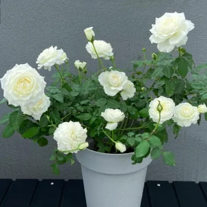 Blanche Neige Rose Live Plant - Creamy White, Fragrant, 90 cm Tall - Image 3