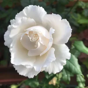 Blanche Neige Rose Live Plant - Creamy White, Fragrant, 90 cm Tall - Image 4