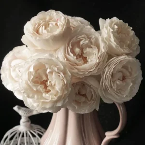 Blanche Neige Rose Live Plant - Creamy White, Fragrant, 90 cm Tall - Image 5
