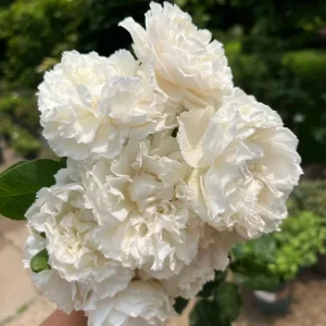 Blanche Neige Rose Live Plant - Creamy White, Fragrant, 90 cm Tall - Image 6