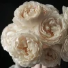 Blanche Neige Rose Live Plant - Creamy White, Fragrant, 90 cm Tall - Image 1
