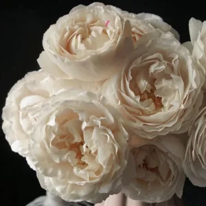 Blanche Neige Rose Live Plant - Creamy White, Fragrant, 90 cm Tall - Image 1