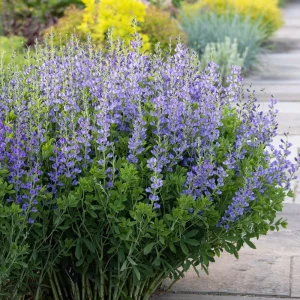 Blue False Indigo Live Plant - Baptisia australis - Native Wildflower - 2.5x3.5 inch Pot - Image 3