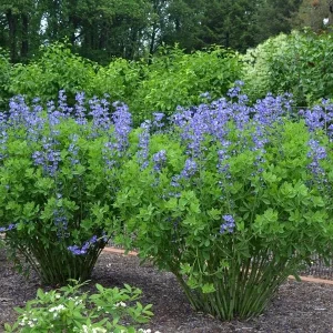 Blue False Indigo Live Plant - Baptisia australis - Native Wildflower - 2.5x3.5 inch Pot - Image 4