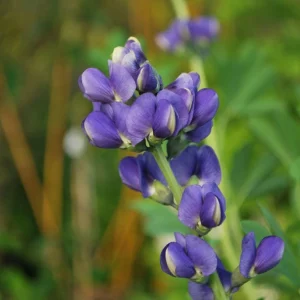 Blue False Indigo Live Plant - Baptisia australis - Native Wildflower - 2.5x3.5 inch Pot - Image 6