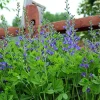 Blue False Indigo Live Plant - Baptisia australis - Native Wildflower - 2.5x3.5 inch Pot - Image 1