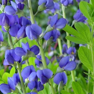 Blue False Indigo Live Plant - Baptisia australis - Native Wildflower - 2.5x3.5 inch Pot - Image 7