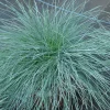 Blue Fescue 'Elijah Blue' Ornamental Grass - Live Starter Plant - 2.5x3.5 inch Pot - Outdoor - Image 1