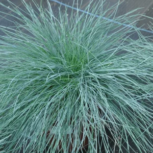 Blue Fescue 'Elijah Blue' Ornamental Grass - Live Starter Plant - 2.5x3.5 inch Pot - Outdoor - Image 1
