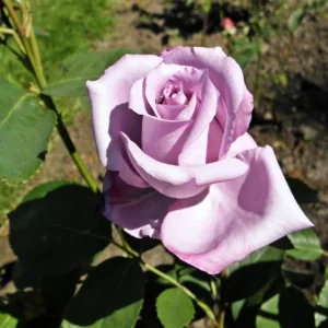 Blue Girl Rose Bush Cuttings - 3 Unrooted 6" Live Flower Plants for Outdoor - Image 2