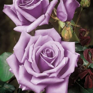 Blue Girl Rose Bush Cuttings - 3 Unrooted 6" Live Flower Plants for Outdoor - Image 1