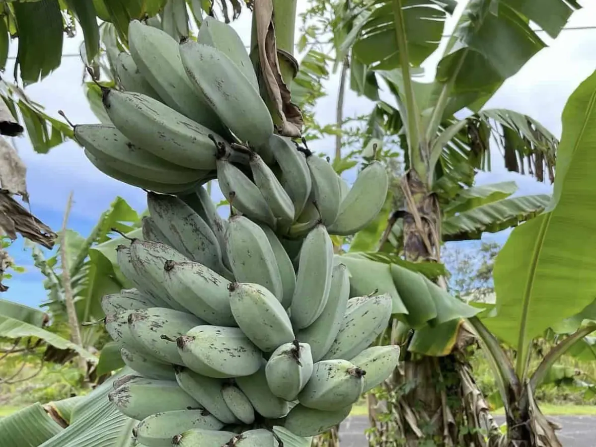 blue java banana
