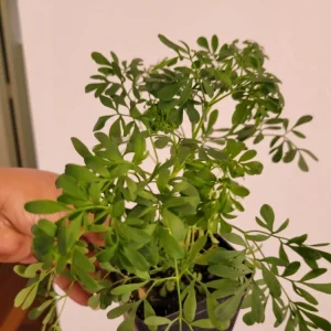 Blue Rue Ruda Live Plant - Ruta Graveolens Herb, 2 Count - Image 2