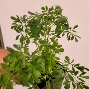 Blue Rue Ruda Live Plant - Ruta Graveolens Herb, 2 Count - Image 3