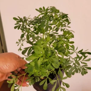 Blue Rue Ruda Live Plant - Ruta Graveolens Herb, 2 Count - Image 4