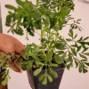 Blue Rue Ruda Live Plant - Ruta Graveolens Herb, 2 Count - Image 1