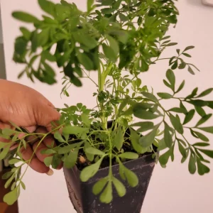 Blue Rue Ruda Live Plant - Ruta Graveolens Herb, 2 Count - Image 1