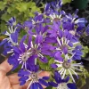 Blue Senetti Cineraria Live Plant – 6 Inch High Pot – Potted Houseplant - Image 1