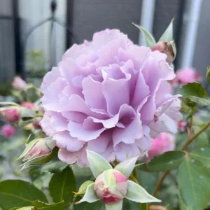 Blue Vague Rose Live Plant - Light Purple Double Flowers, Multi-Season Blooming, 120 cm Height - Image 3