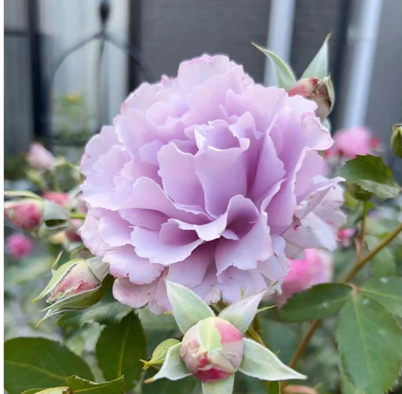 Blue Vague Rose Live Plant - Light Purple Double Flowers, Multi-Season Blooming, 120 cm Height - Image 3