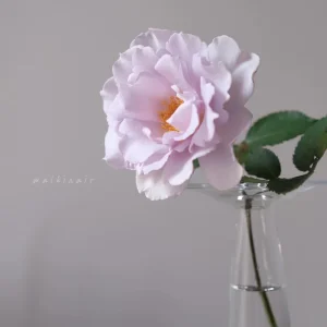 Blue Vague Rose Live Plant - Light Purple Double Flowers, Multi-Season Blooming, 120 cm Height - Image 4
