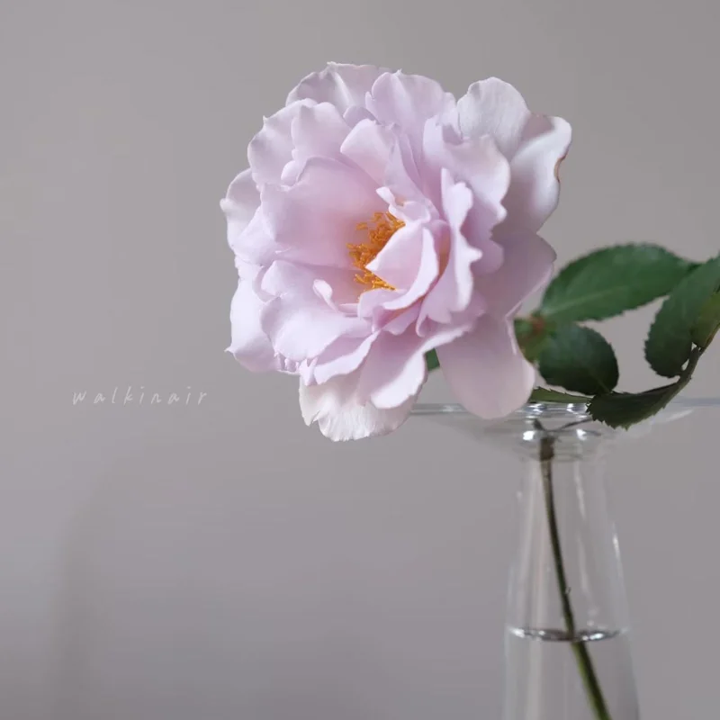 Blue Vague Rose Live Plant - Light Purple Double Flowers, Multi-Season Blooming, 120 cm Height - Image 4