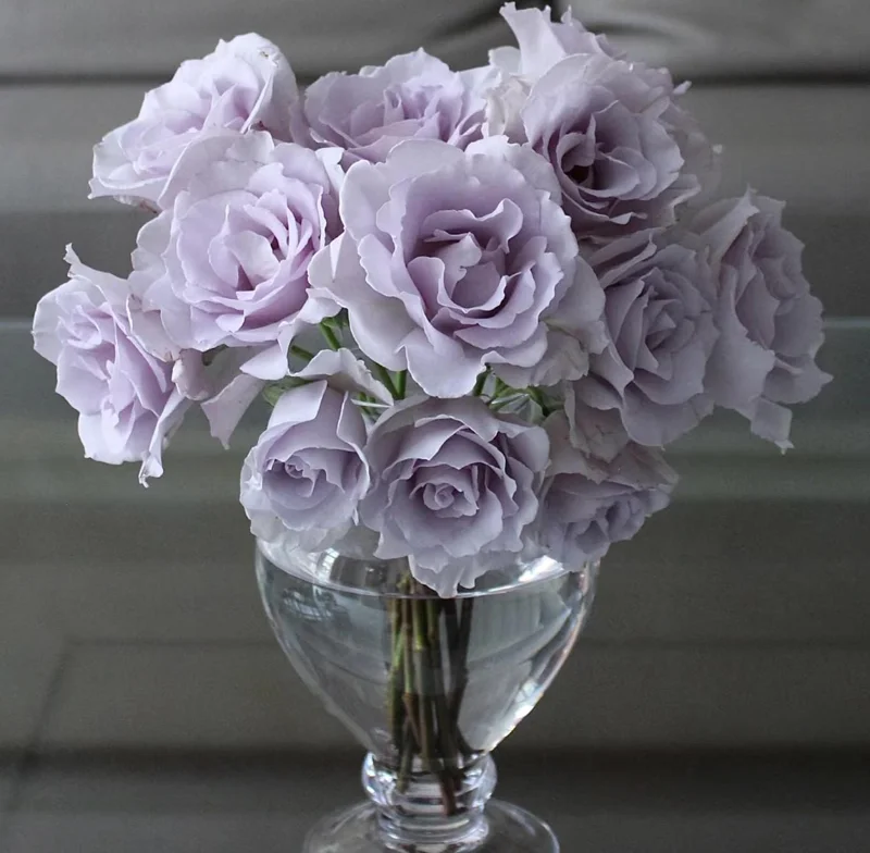Blue Vague Rose Live Plant - Light Purple Double Flowers, Multi-Season Blooming, 120 cm Height - Image 1