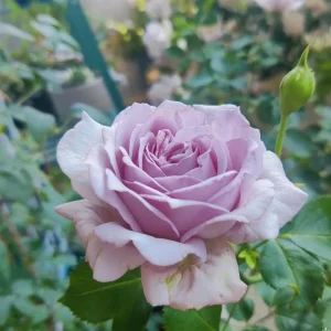 Blue Vague Rose Live Plant - Light Purple Double Flowers, Multi-Season Blooming, 120 cm Height - Image 5