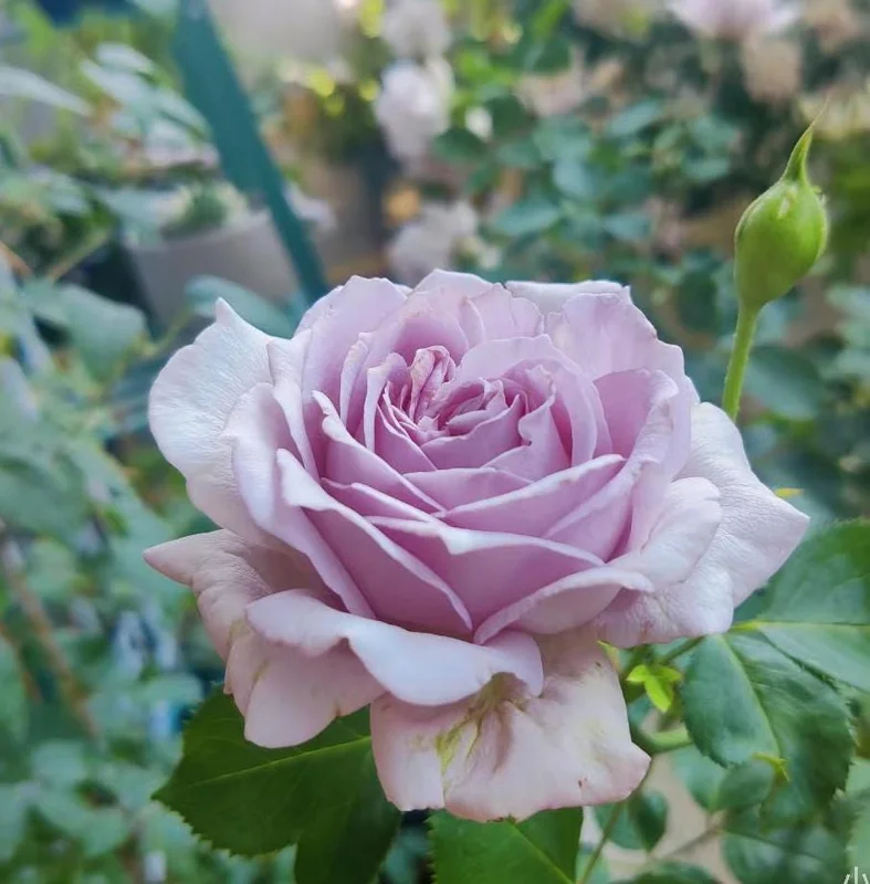 Blue Vague Rose Live Plant - Light Purple Double Flowers, Multi-Season Blooming, 120 cm Height - Image 5
