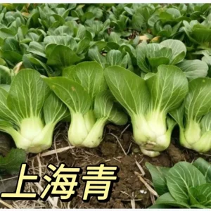 Bok Choy Seeds - Ji Mao Cai (Baby Bok Choy) Vegetable Seeds - 300 Count - Image 1