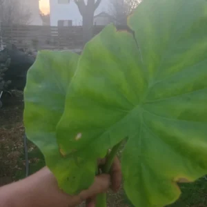 Borneo Giant Alocasia Macrorrhiza Live Plant - Giant Elephant Ear Taro Rooted Green Foliage Indoor/Outdoor - Image 2