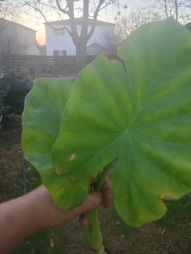 Borneo Giant Alocasia Macrorrhiza Live Plant - Giant Elephant Ear Taro Rooted Green Foliage Indoor/Outdoor - Image 2