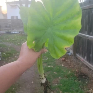 Borneo Giant Alocasia Macrorrhiza Live Plant - Giant Elephant Ear Taro Rooted Green Foliage Indoor/Outdoor - Image 3