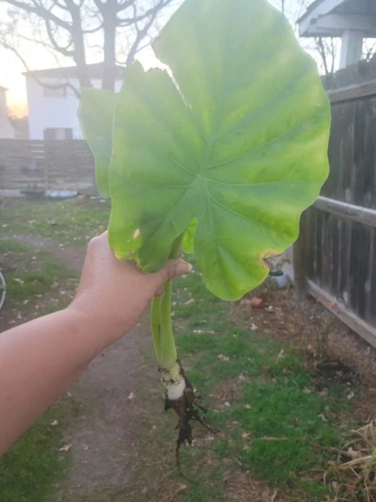 Borneo Giant Alocasia Macrorrhiza Live Plant - Giant Elephant Ear Taro Rooted Green Foliage Indoor/Outdoor - Image 3